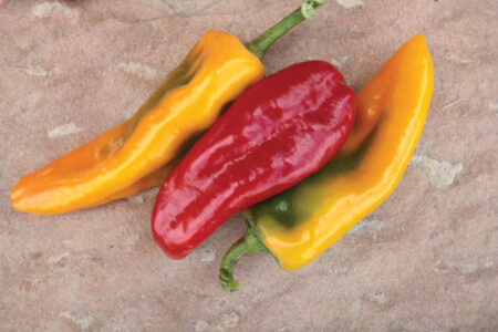 Extreme Heat: Gardening in the Low Desert Image